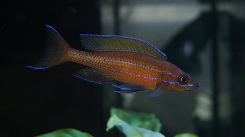 Paracyprichromis nigripinnis